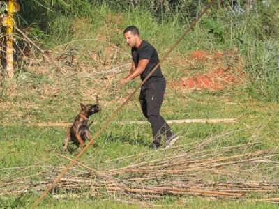 Cães policiais com olfato apurado reforçam segurança no DF