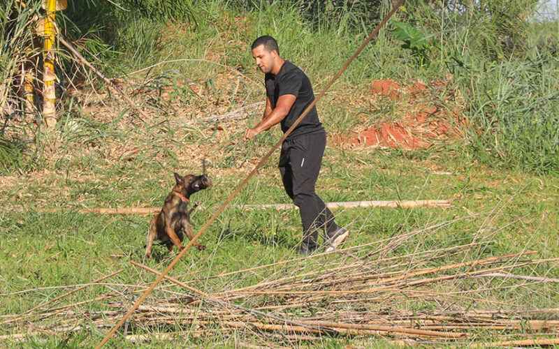 Cães policiais com olfato apurado reforçam segurança no DF