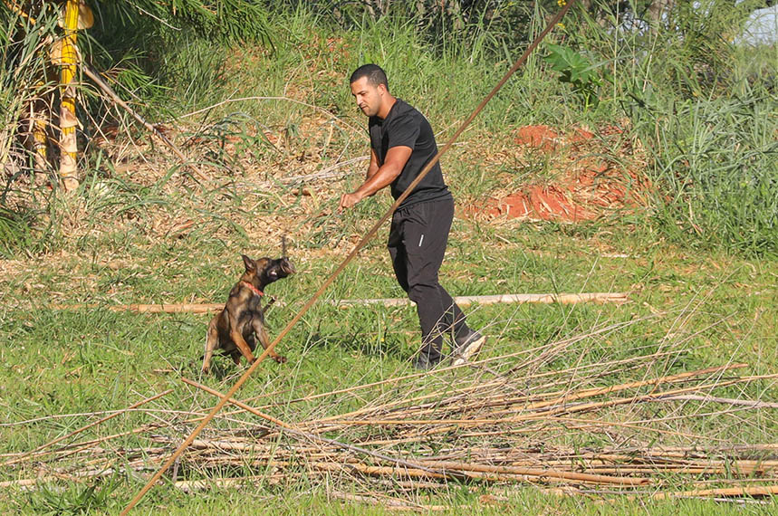 Cães policiais com olfato apurado reforçam segurança no DF