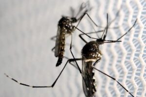 Butantan recebe autorização para vacina contra chikungunya
