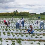 Mulheres no Campo certifica 100 produtoras rurais em Brazlândia