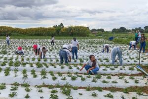 Mulheres no Campo certifica 100 produtoras rurais em Brazlândia