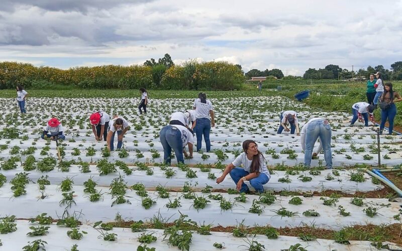 Mulheres no Campo certifica 100 produtoras rurais em Brazlândia