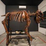 Museu do Zoo de Brasília reabre com girafa e acessibilidade