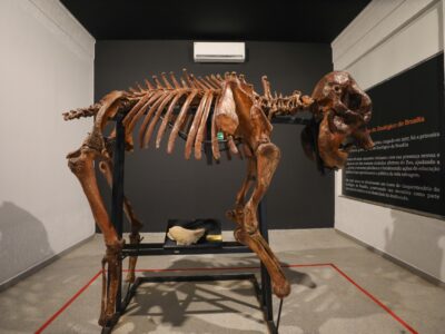 Museu do Zoo de Brasília reabre com girafa e acessibilidade
