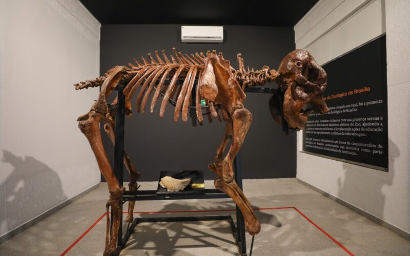 Museu do Zoo de Brasília reabre com girafa e acessibilidade